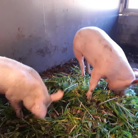 Lechnerhof Apartament *