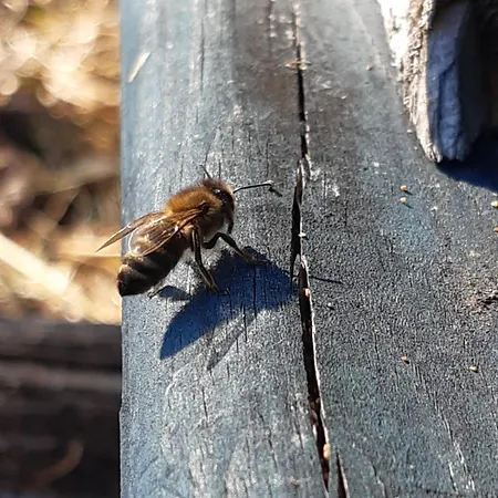 Apartament Lechnerhof *