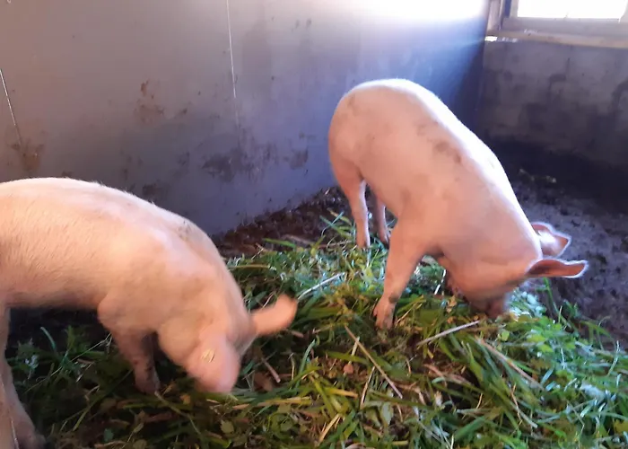 Lechnerhof Apartament *