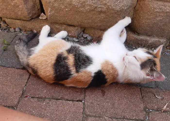 Apartament Lechnerhof *